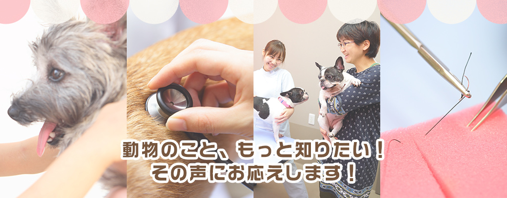 動物のこと、もっと知りたい！その声にお応えします！